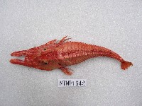 藏品(平面黃魴鮄)的圖片